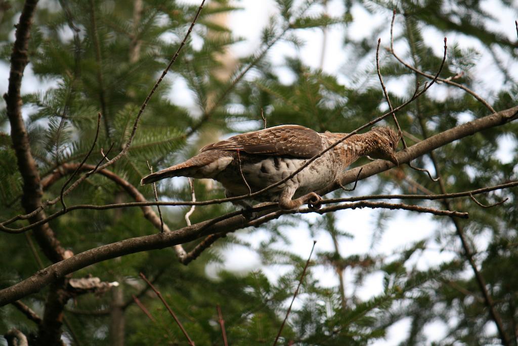 Gite Nature Et Confiture Esterel Dış mekan fotoğraf